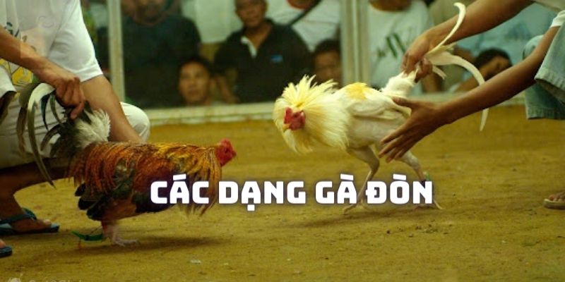 Tìm hiểu sơ lược về dòng gà đòn thường thi đấu ở trường Thomo