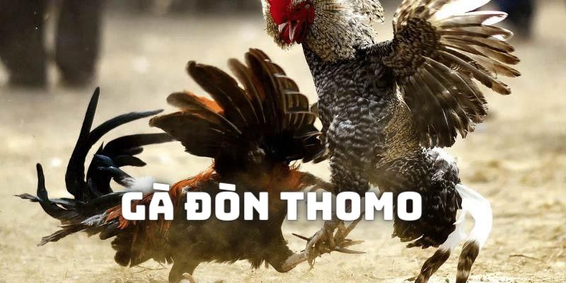 Tìm hiểu sơ lược về dòng gà đòn thường thi đấu ở trường Thomo