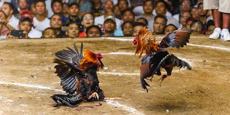 Tham khảo luật chơi đá gà cơ bản 