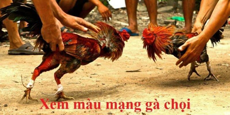 Xem màu mạng gà đoán lợi thế 