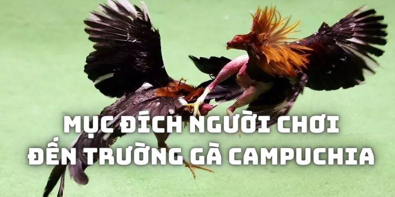 Mục đích của người chơi khi đến các sòng đấu gà thực tế