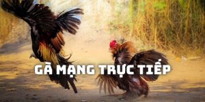 Gà mạng trực tiếp