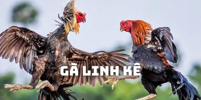 Đánh giá tổng quan về Gà linh kê