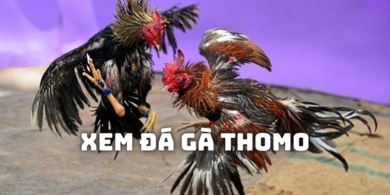 Tại các nhà cái luôn có sẵn hình thức đá gà Thomo để bạn đón xem