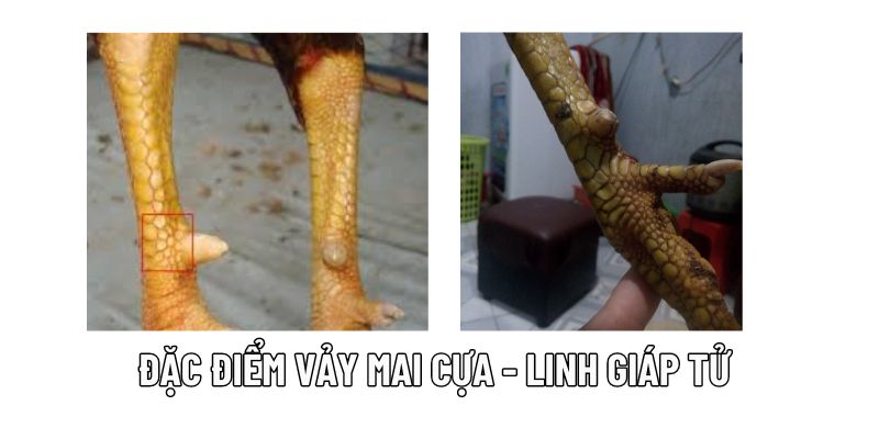 Đặc điểm độc nhất vô nhị của gà có vảy linh giáp tử