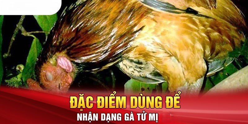 Đặc điểm dùng để nhận diện loại chiến kê này