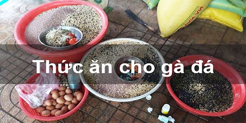 Cách nuôi đá gà chân mạnh với chế độ tập luyện khoa học