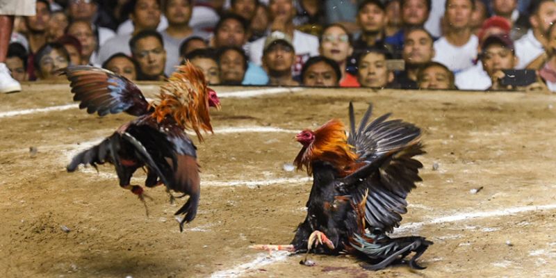 Lưu ý thật kỹ trong vấn đề đào tạo gà chọi